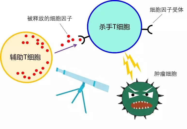 反邪教工作 科普微平台 科普资源 正文     人体免疫细胞中有一种叫做