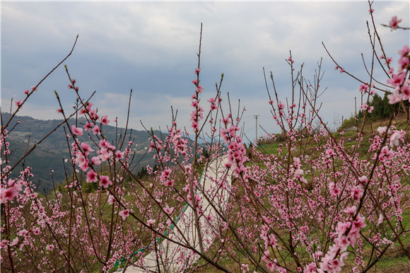 首页 风采重庆 走进桃花林,穿过小道,闻见桃花丝丝清香.