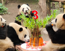 重庆动物园开展大熊猫双重喜庆和星星辰辰生日庆典活动