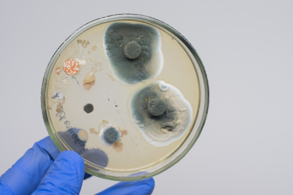 家里有霉菌很危险，可能引起癌症？