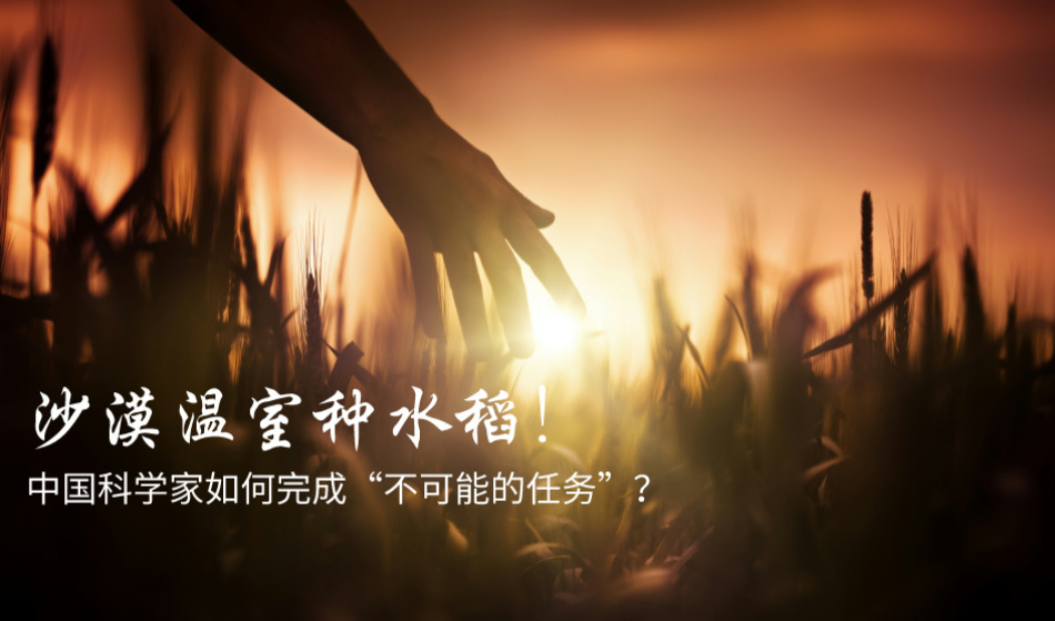 沙漠温室种水稻！中国科学家如何完成“不可能的任务”？